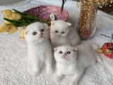 Sağlıklı Oyuncu Sevimli Ev Ortamından