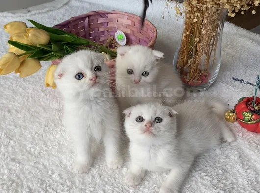 Sağlıklı Oyuncu Sevimli Ev Ortamından görsel