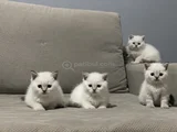 Safkan ve ırk garantili yavrularımız
