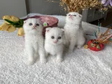 Sağlıklı Oyuncu Sevimli Ev Ortamından