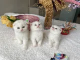 Sağlıklı Oyuncu Sevimli Ev Ortamından