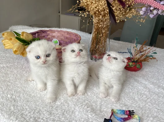 Sağlıklı Oyuncu Sevimli Ev Ortamından görsel