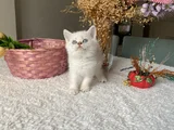 Sağlıklı Oyuncu Sevimli Yavrular