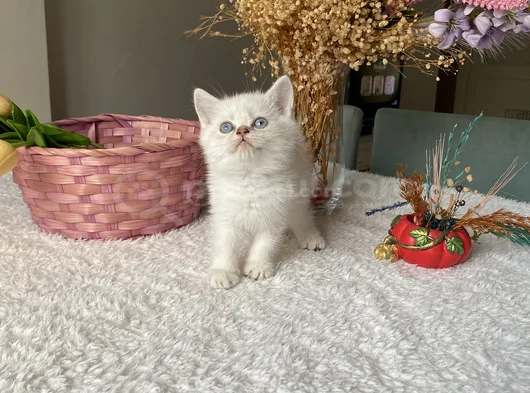 Sağlıklı Oyuncu Sevimli Yavrular görsel