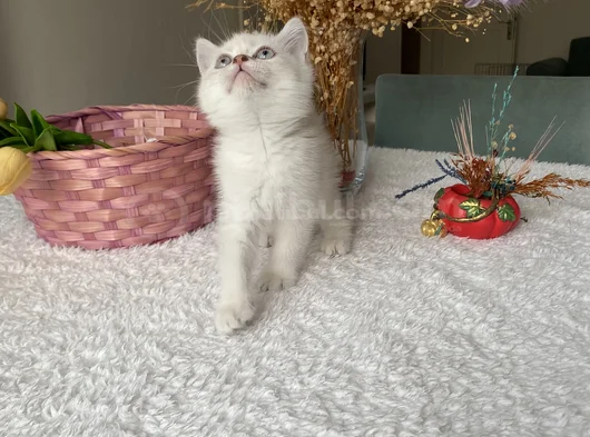 Sağlıklı Oyuncu Sevimli Yavrular