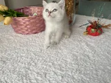 Sağlıklı Oyuncu Sevimli Yavrular