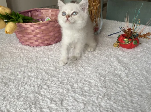 Sağlıklı Oyuncu Sevimli Yavrular görsel