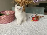 Sağlıklı Oyuncu Sevimli Yavrular