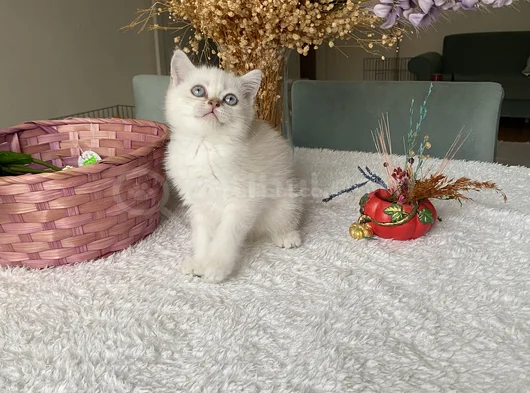 Sağlıklı Oyuncu Sevimli Yavrular görsel