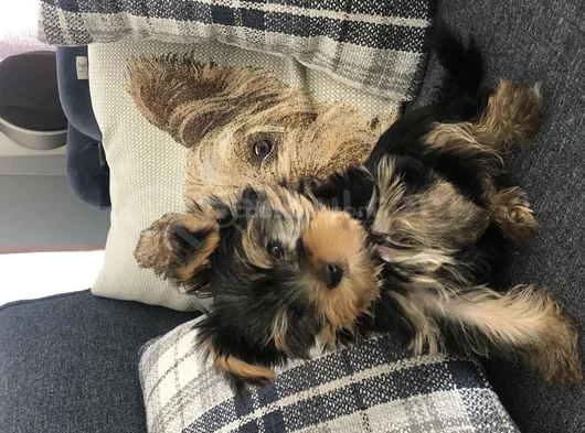 Teacup Yorkshi̇re Yavru görsel