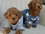 Minyatür Poodle Yavrular Yeni Yuvasına Hazır 