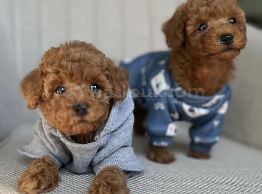 Minyatür Poodle Yavrular Yeni Yuvasına Hazır  görsel