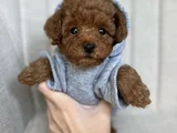 Minyatür poodle yavrular yeni yuvasına hazır 