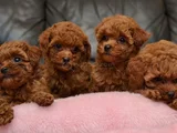 Sağlıklı aşılı ve sosyal korekan poodle  yavrular 