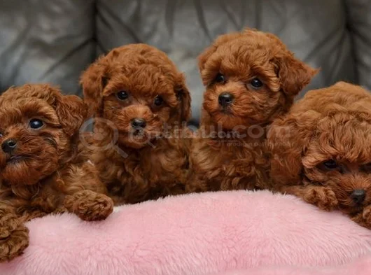 Sağlıklı Aşılı Ve Sosyal Korekan Poodle  Yavrular 