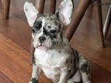 Merle french bulldog