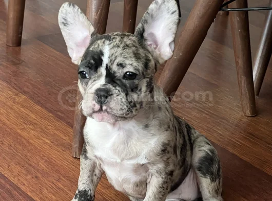 Merle French Bulldog