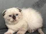 Güzellik konuşuyor bal surat bebek teslime hazır