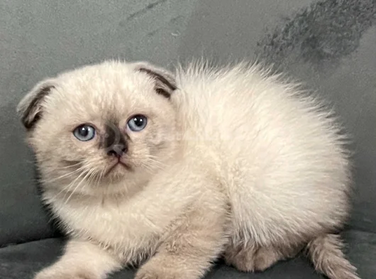 Güzellik Konuşuyor Bal Surat Bebek Teslime Hazır