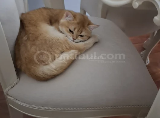 Golden Ny11 Safkan 1 Yaşında Ücretli görsel