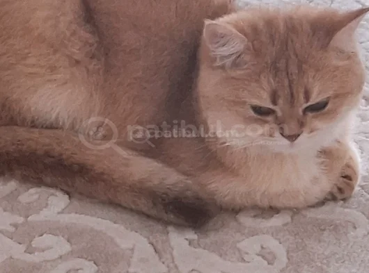 Golden Ny11 Safkan 1 Yaşında Ücretli
