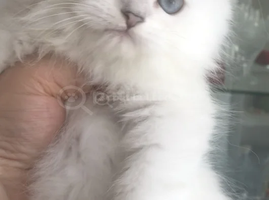 Longhair Bebeklerim görsel