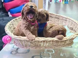 Süper Kali̇te Süper Fi̇yat Cavapoo Erkek Yavru