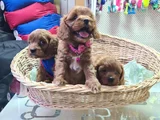 Süper Kali̇te Süper Fi̇yat Cavapoo Erkek Yavru