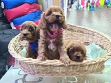 Süper Kali̇te Süper Fi̇yat Cavapoo Erkek Yavru