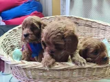 SÜPER KALİTE SÜPER FİYAT CAVAPOO ERKEK YAVRU
