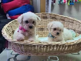 Orji̇nal Gerçek A Kali̇te Bi̇chon Fri̇se Yavrular