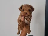 Poodle Kalitesinde Maltipo Minnaklarım