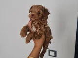 Poodle Kalitesinde Maltipo Minnaklarım