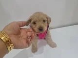 Poodle Kalitesinde Maltipo Minnaklarım