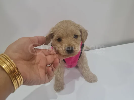 Poodle Kalitesinde Maltipo Minnaklarım görsel