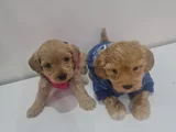 Poodle Kalitesinde Maltipo Minnaklarım