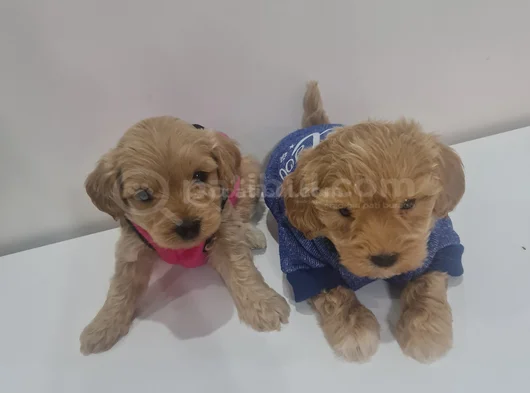 Poodle Kalitesinde Maltipo Minnaklarım