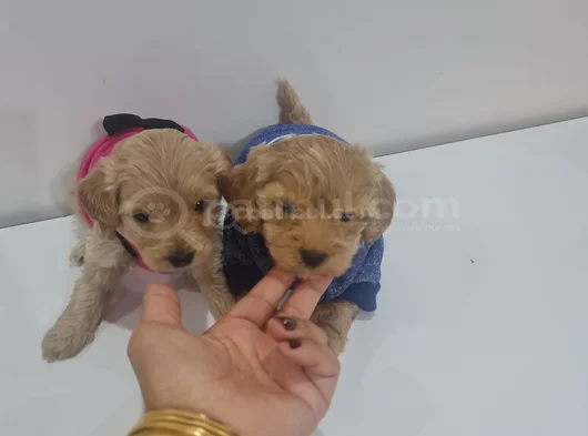Poodle Kalitesinde Maltipo Minnaklarım görsel
