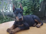 Şampiyon soydan doberman yavrular