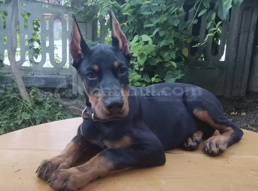 Şampiyon Soydan Doberman Yavrular