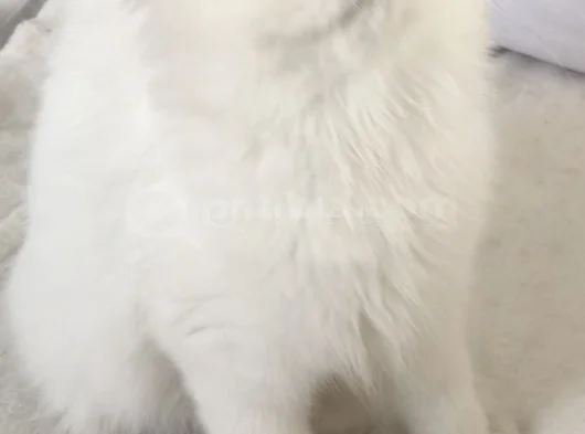 Longhair Bebeklerim görsel
