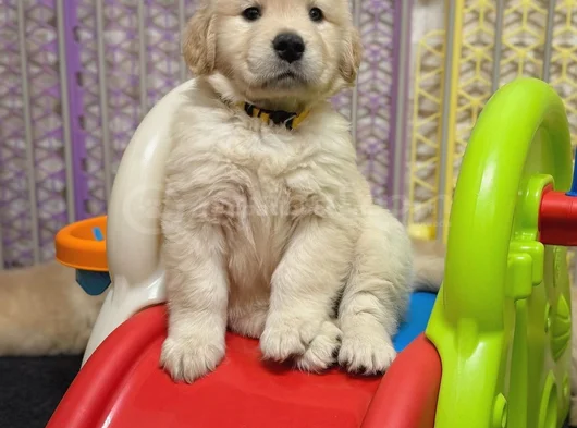 Baybface Orjinal Golden Bebekler görsel