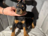 Doberman Tam Bir Asker