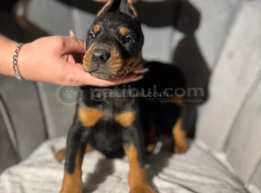 Doberman Tam Bir Asker görsel