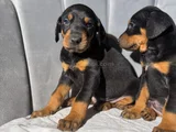 Doberman tam bir asker