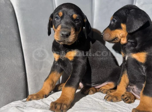 Doberman Tam Bir Asker