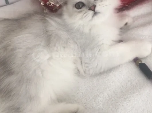 Longhair Bebeklerim görsel