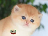 Munchkin Cuce Kedi