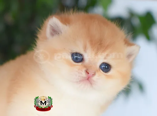 Munchkin Cuce Kedi görsel