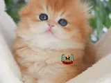 Bri̇ti̇sh Longhai̇r Yavru